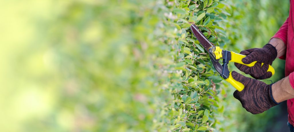 Pruning of ornamental trees at home in morning